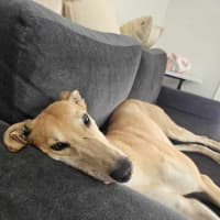 Photo of Ollie, The Greyhound