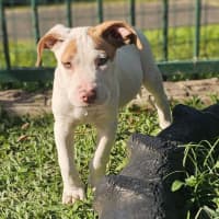 Photo of Domino