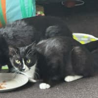 Photo of Morgan *9 Lives Project Rescue*