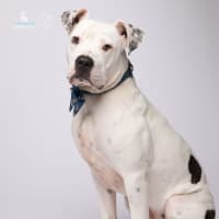 Photo of Hunter   1 Year Old Staffy X