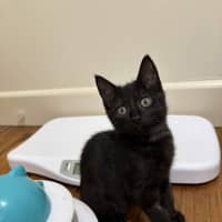 Photo of Velvet