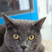 Photo of Kiriko