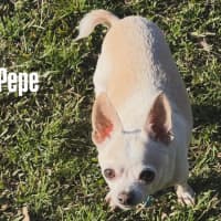 Photo of Chloe & Pepe