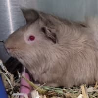 Photo of Marshmallow