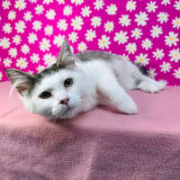 Photo of Edith   Located In Brunswick East