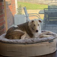 Photo of Darcy