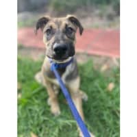 Photo of Joey *$350 Adoption Fee*