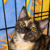 Photo of Pippa