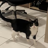 Photo of Penguin