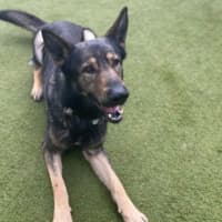 Photo of Dodger