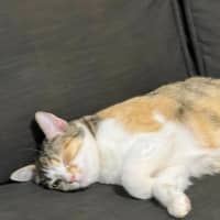 Photo of Suki