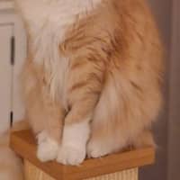 Photo of Marshmallow
