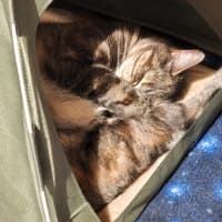 Photo of Princess Poppy
