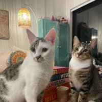 Photo of Jurel & Salmon