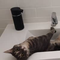 Photo of Goose