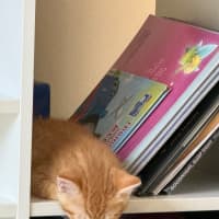 Photo of Ducky Meet Me At Petstock Keysborough