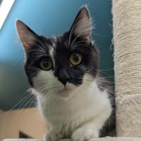Photo of Checkers
