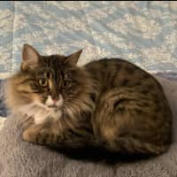 Photo of Nala Queen Of The Jungle