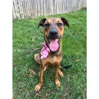 Photo of Gloria *$350 Adoption Fee*