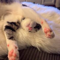 Photo of Felix
