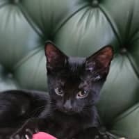 Photo of Void The Valiant