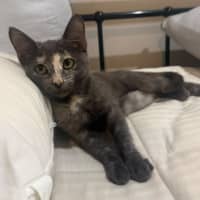 Photo of Cashew