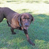 Photo of Coco