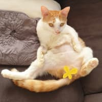 Photo of Poisiden   Can Deliver To You If Needed