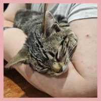 Photo of Biscuit