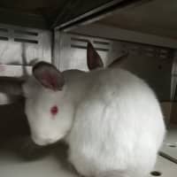 Photo of Flopsy & Nibbles