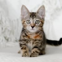 Photo of Nutmeg