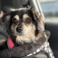 Photo of Sheila   5 Year Old Chihuahua X Pomeranian