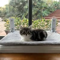 Photo of Poppy   Located In Lower Plenty