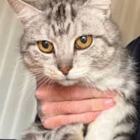 Photo of Bonanza