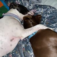 Photo of Bear   1 Year Old Labrador X Kelpie 