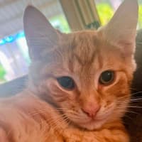 Photo of Toffee
