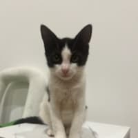 Photo of Rhonda & Ketut (Bonded Pair)