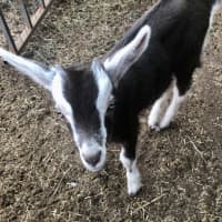 Photo of Tame Young Dairy Goats Doelings Plus Free Wethers
