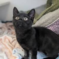 Photo of Rue