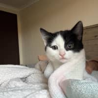 Photo of Moo Moo
