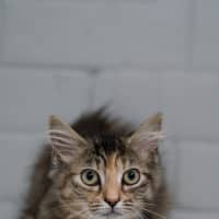 Photo of Ruby