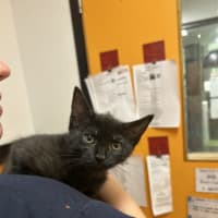 Photo of Tulip