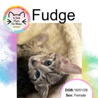 Photo of Fudge