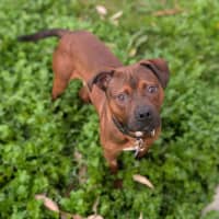 Photo of Roo
