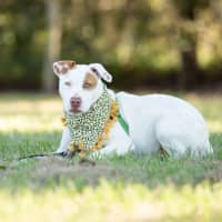 Photo of Winnie (Previously Juno)