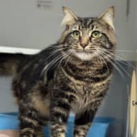 Photo of Goliath