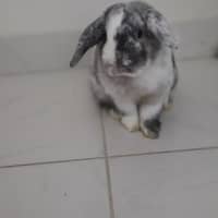 Photo of Pickles 