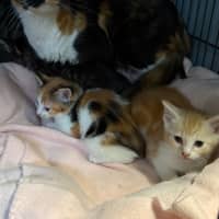 Photo of Periwinkle