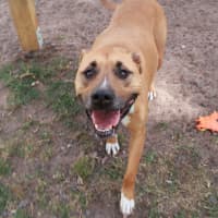 Photo of Penny