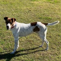 Photo of Milo   16 Month Old Jack Russell X Kelpie